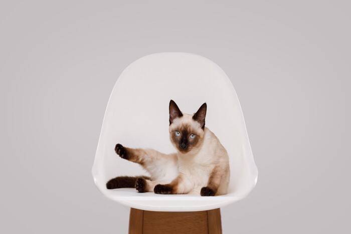 猫が思わず反応してしまう『魔法の言葉』3選　意味は理解しているの？