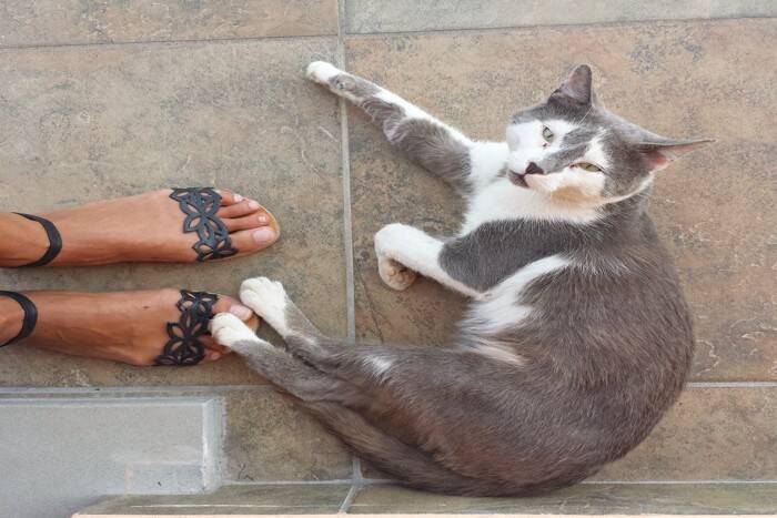 猫が飼い主の『お出かけを止めたい』にみせる行動5選　阻止したがる心理から対処法まで