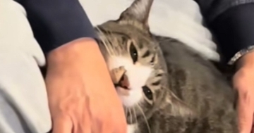 パパのことが大好きすぎるネコ…激しめの『愛情表現』が可愛すぎると110万再生「愛が溢れてるｗ」「好きな証拠だもんねｗ」と話題