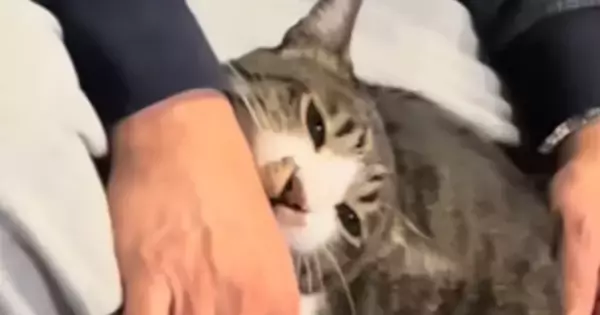 パパのことが大好きすぎるネコ…激しめの『愛情表現』が可愛すぎると110万再生「愛が溢れてるｗ」「好きな証拠だもんねｗ」と話題