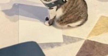 お出迎えしてくれた猫が『首につけていたもの』とは……まさかの『装備』に３万いいねの反響「マフラーかな」「楽しかったんだねｗ」