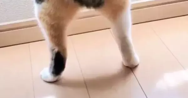 カーテンの裾からのぞく短い脚……じーっと窓の外を眺める猫の可愛さに「なんと魅力的な」「プリプリ感がたまらない」と15万表示