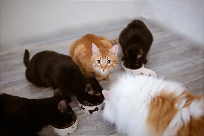 猫が『食事をしながら鳴いている』ときの理由5つ　考えられる心理や見分けるポイント