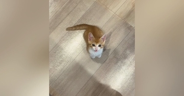 台所に立っていると、いつも近くにやって来る子猫…『かわいすぎる行動』に笑ってしまう人が続出「そばにいたいんだねｗ」「甘えん坊で可愛い」