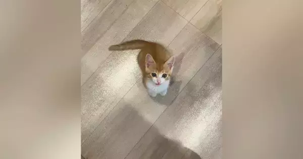 台所に立っていると、いつも近くにやって来る子猫…『かわいすぎる行動』に笑ってしまう人が続出「そばにいたいんだねｗ」「甘えん坊で可愛い」