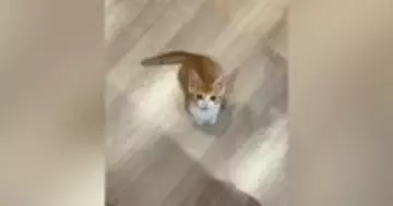 台所に立っていると、いつも近くにやって来る子猫…『かわいすぎる行動』に笑ってしまう人が続出「そばにいたいんだねｗ」「甘えん坊で可愛い」