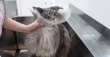 『12.88キロの大型猫』をプロがシャンプーした結果…素敵すぎる『仕上がり』が15万再生「毛量も半端じゃない」「ライオンとかに近い」と驚愕