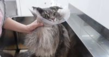 『12.88キロの大型猫』をプロがシャンプーした結果…素敵すぎる『仕上がり』が15万再生「毛量も半端じゃない」「ライオンとかに近い」と驚愕