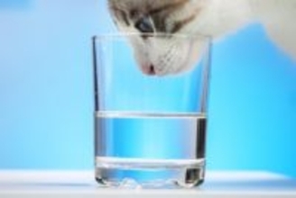 猫の健康寿命は「水」で決まる！疾患予防のための飲水管理の工夫【獣医師執筆】