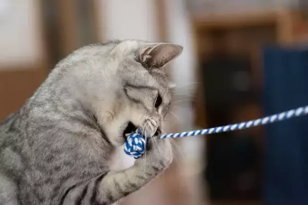 猫の『おもちゃ』にして遊ばせてはいけない物3選　知らないと怖いリスクやトラブル時の対処法