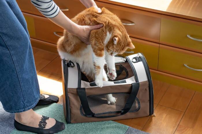 猫の『おもちゃ』にして遊ばせてはいけない物3選　知らないと怖いリスクやトラブル時の対処法