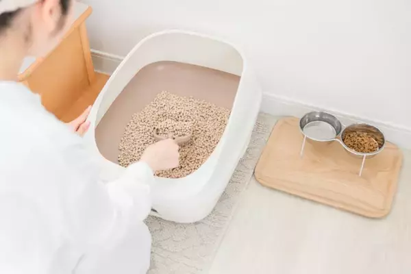 猫の『おしっこ』をチェックするときのポイント5つ　注意すべきサインや取るべき対処法まで解説