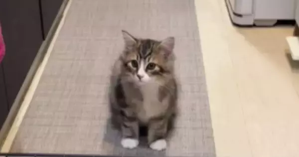 猫がキッチンに入れないよう『柵を設置したパパ』→『高さ』を見ると…まさかの光景が192万再生「パパ可愛いｗ」「なめてるねｗ」と大爆笑