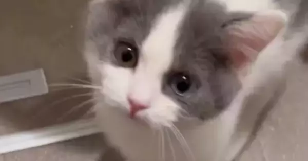 子猫に『にゃあは？』と話しかけた結果…尊すぎるやり取りと『現在の様子』が17万再生「たまらんなぁ」「控え目なのがまた可愛らしい」