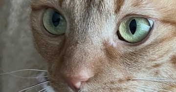 猫と一緒に暮らし始めて４年→ほっぺに『可愛すぎる模様』があることに気づいて…「半端ない破壊力」「ただでさえ可愛いのに」とSNSで反響