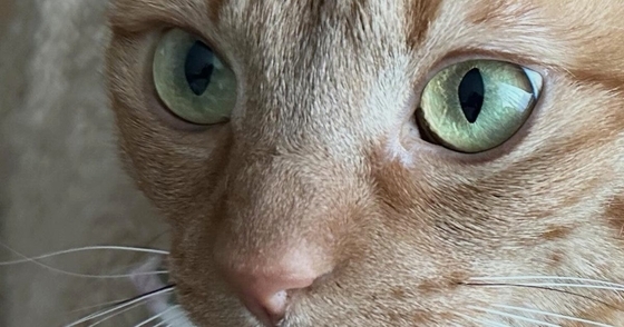 猫と一緒に暮らし始めて４年→ほっぺに『可愛すぎる模様』があることに気づいて…「半端ない破壊力」「ただでさえ可愛いのに」とSNSで反響