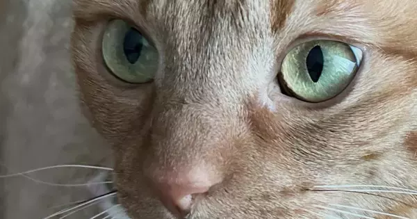 猫と一緒に暮らし始めて４年→ほっぺに『可愛すぎる模様』があることに気づいて…「半端ない破壊力」「ただでさえ可愛いのに」とSNSで反響