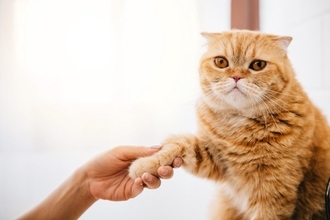 猫が前足で『チョイチョイ』してくる3つの理由　仕草に込められた意味や気持ちの見分け方