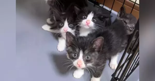 家に来たばかりの『5匹の保護子猫』→キッチンペーパーが動いた次の瞬間…まさかの光景が132万再生「つい笑っちゃった」「破壊力がすごい」