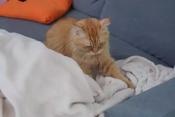 猫が『ウールサッキング』をしたがる理由3つ　布を吸う行動に隠れた心理や注意点