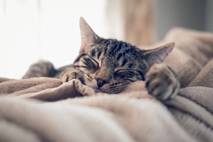 猫が『ウールサッキング』をしたがる理由3つ　布を吸う行動に隠れた心理や注意点
