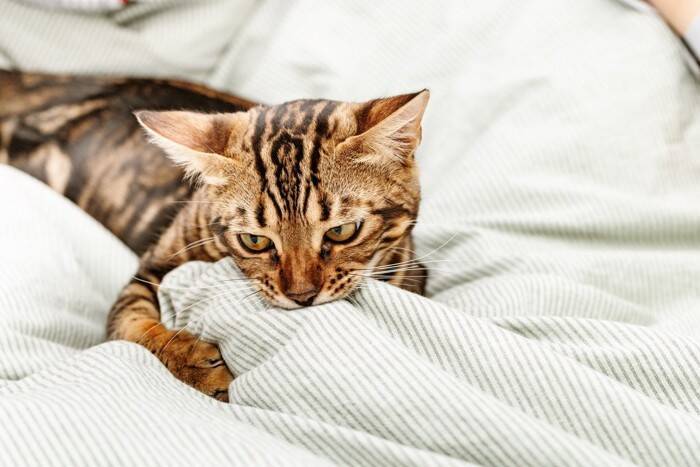 猫が『ウールサッキング』をしたがる理由3つ　布を吸う行動に隠れた心理や注意点