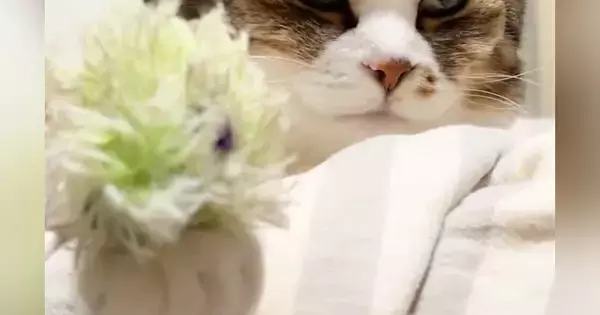 『本気でびっくりしたｗ』眠そうな猫の前足にオモチャを乗せたら…まさかの展開が21万表示「表情が良すぎるｗ」「息止めて見ちゃったｗ」