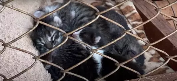 『袋に入れて捨てられた、生後1週間の子猫』…家族に迎えて50日間の記録に『涙が出る』と22万再生「本当にありがとう」「幸せに…」の声