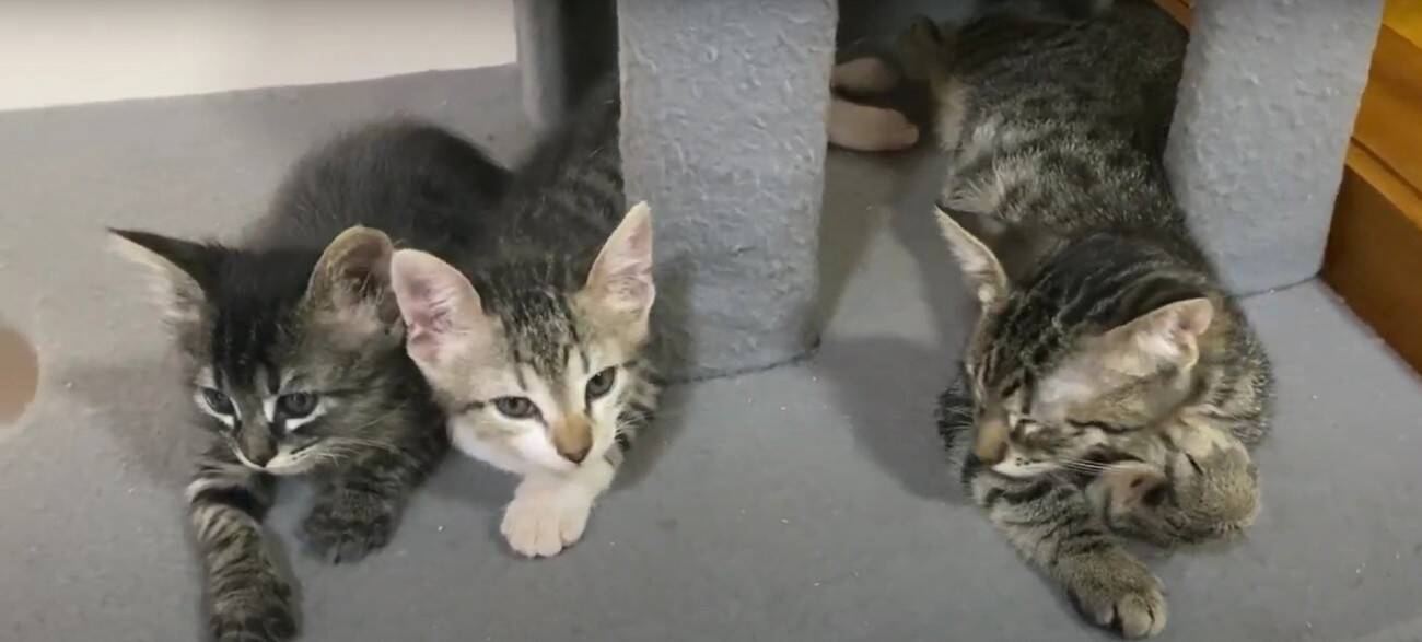 『袋に入れて捨てられた、生後1週間の子猫』…家族に迎えて50日間の記録に『涙が出る』と22万再生「本当にありがとう」「幸せに…」の声