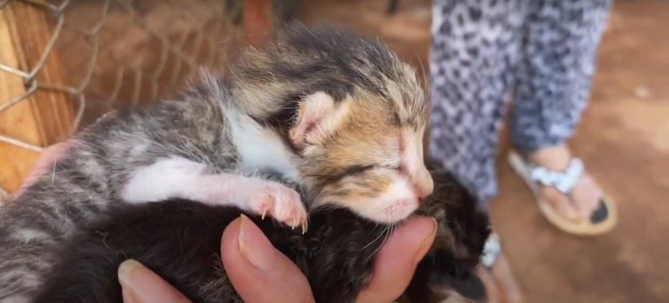 『袋に入れて捨てられた、生後1週間の子猫』…家族に迎えて50日間の記録に『涙が出る』と22万再生「本当にありがとう」「幸せに…」の声