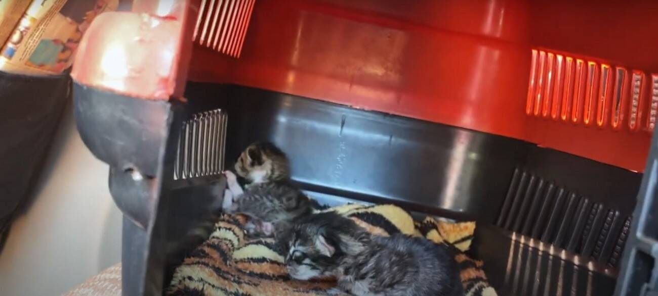 『袋に入れて捨てられた、生後1週間の子猫』…家族に迎えて50日間の記録に『涙が出る』と22万再生「本当にありがとう」「幸せに…」の声