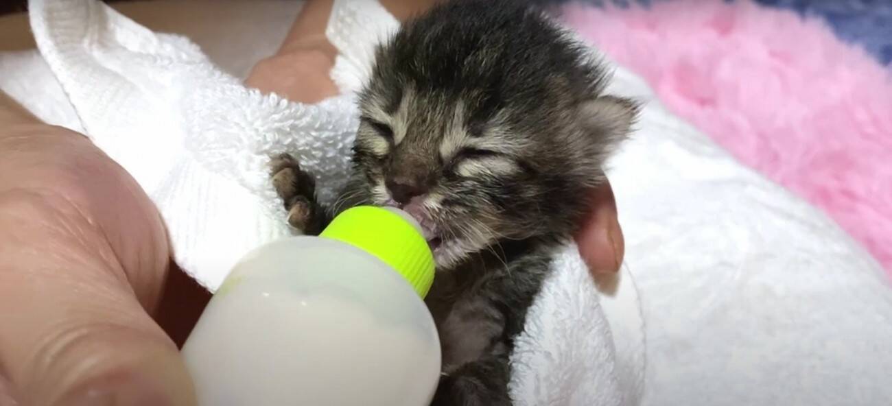 『袋に入れて捨てられた、生後1週間の子猫』…家族に迎えて50日間の記録に『涙が出る』と22万再生「本当にありがとう」「幸せに…」の声