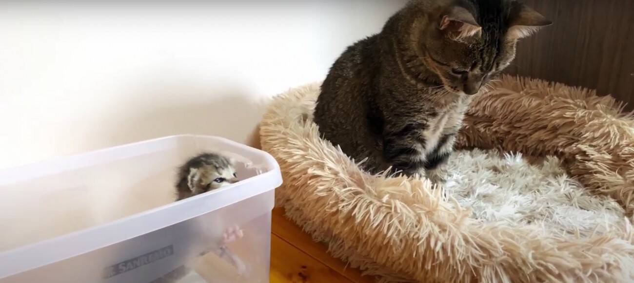 『袋に入れて捨てられた、生後1週間の子猫』…家族に迎えて50日間の記録に『涙が出る』と22万再生「本当にありがとう」「幸せに…」の声