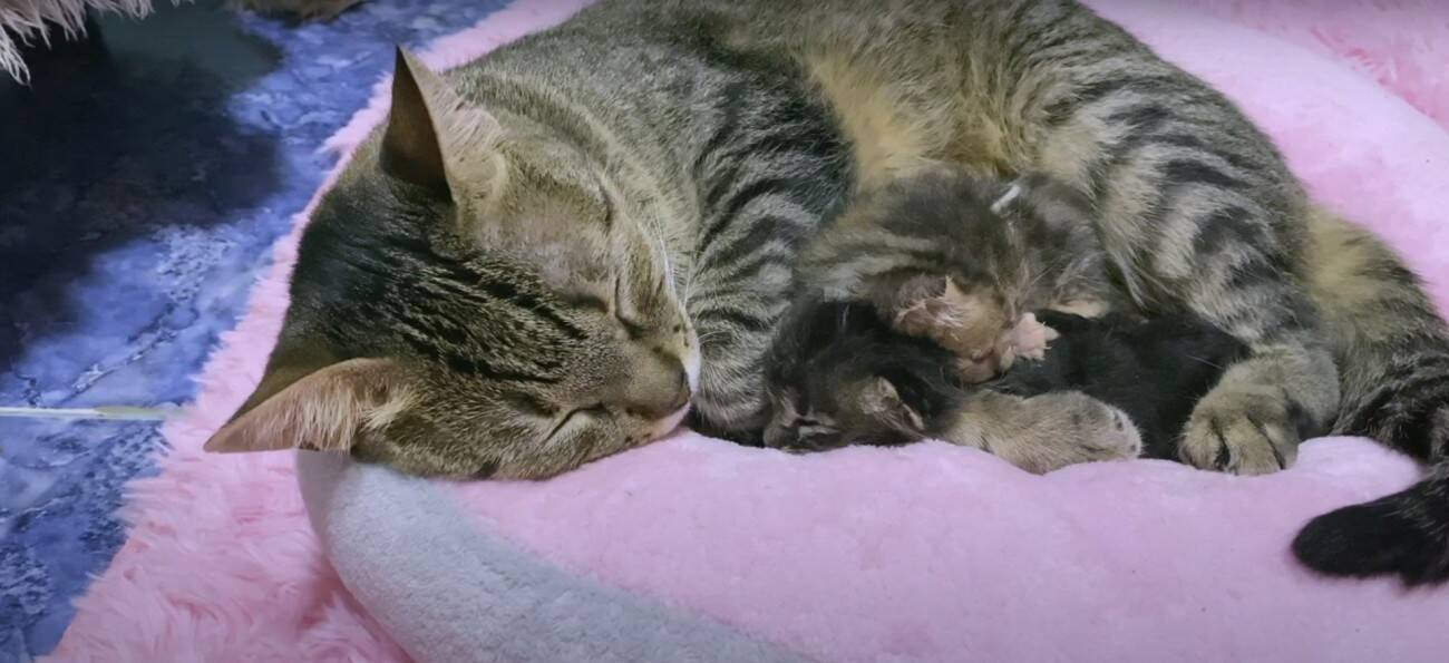 『袋に入れて捨てられた、生後1週間の子猫』…家族に迎えて50日間の記録に『涙が出る』と22万再生「本当にありがとう」「幸せに…」の声