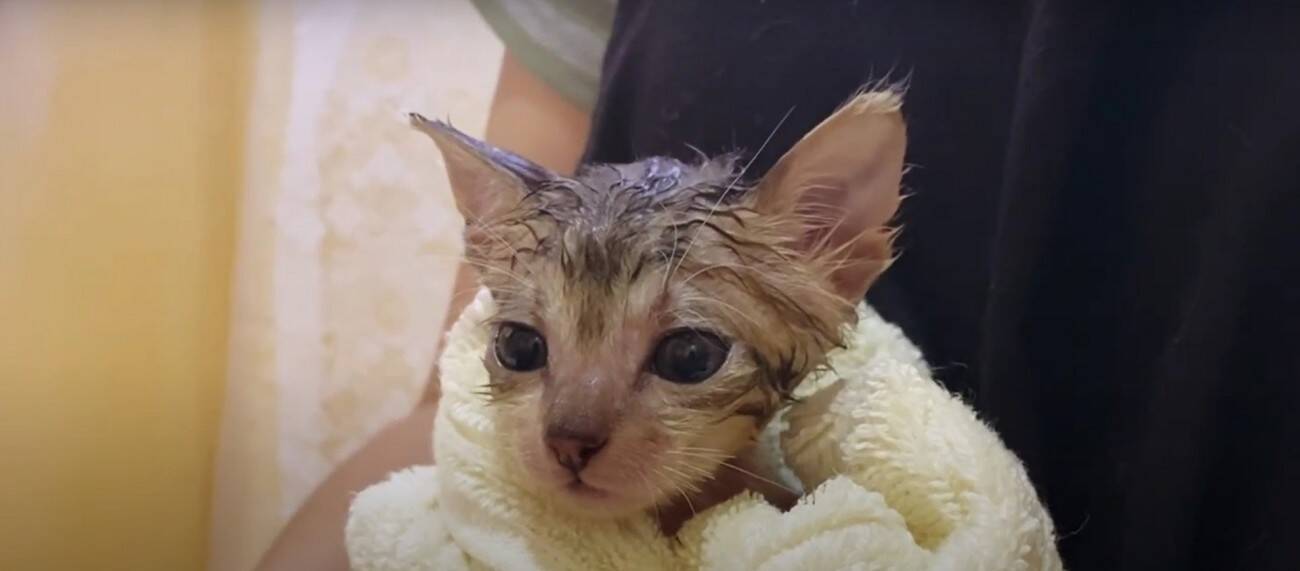 『袋に入れて捨てられた、生後1週間の子猫』…家族に迎えて50日間の記録に『涙が出る』と22万再生「本当にありがとう」「幸せに…」の声