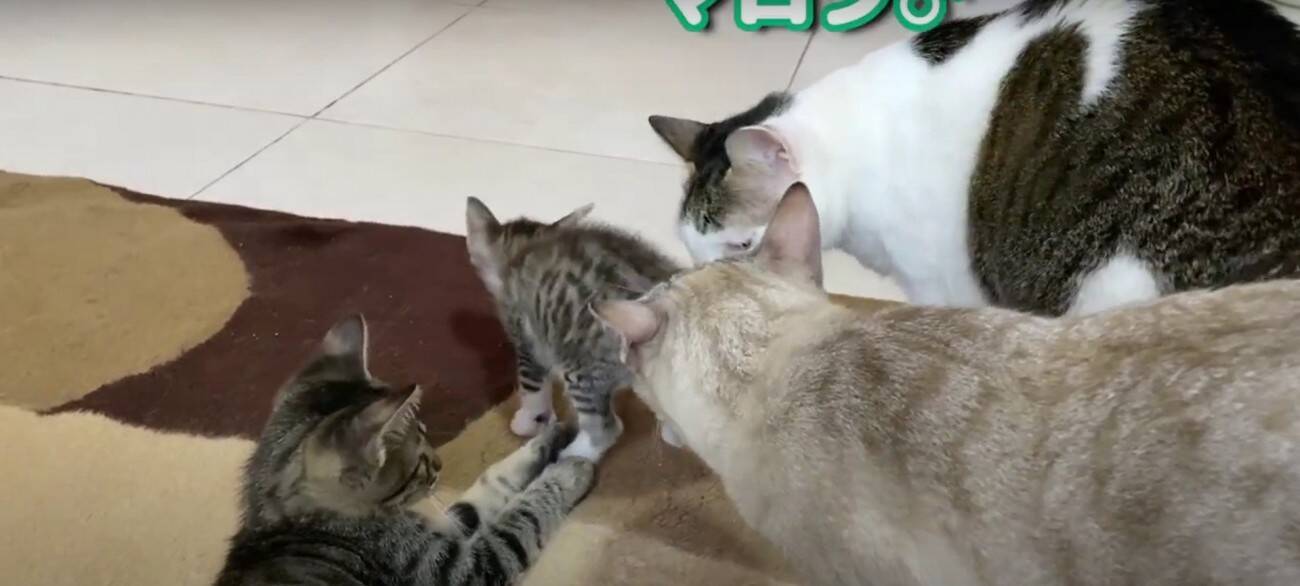 『袋に入れて捨てられた、生後1週間の子猫』…家族に迎えて50日間の記録に『涙が出る』と22万再生「本当にありがとう」「幸せに…」の声