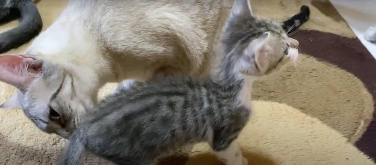 『袋に入れて捨てられた、生後1週間の子猫』…家族に迎えて50日間の記録に『涙が出る』と22万再生「本当にありがとう」「幸せに…」の声