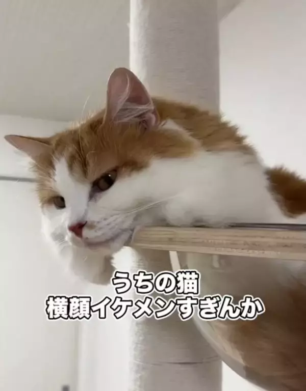 『油断している猫』にちょっかいをかけてみた結果…想像以上に『IQの高い反撃』を受ける様子が64万再生「チラ見が可愛すぎた」「天才」