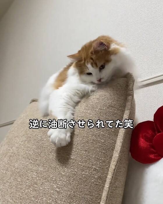 『油断している猫』にちょっかいをかけてみた結果…想像以上に『IQの高い反撃』を受ける様子が64万再生「チラ見が可愛すぎた」「天才」