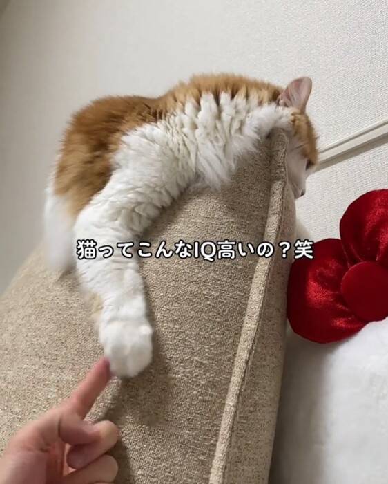 『油断している猫』にちょっかいをかけてみた結果…想像以上に『IQの高い反撃』を受ける様子が64万再生「チラ見が可愛すぎた」「天才」