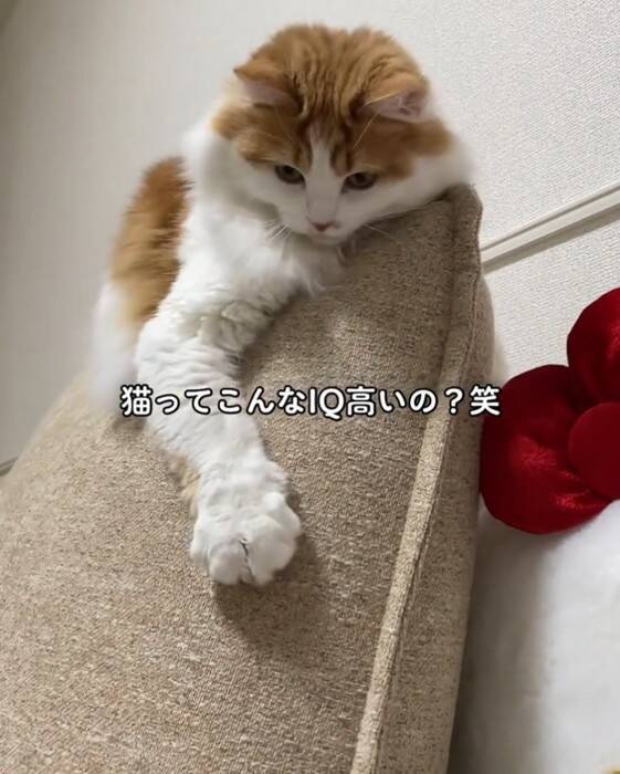 『油断している猫』にちょっかいをかけてみた結果…想像以上に『IQの高い反撃』を受ける様子が64万再生「チラ見が可愛すぎた」「天才」