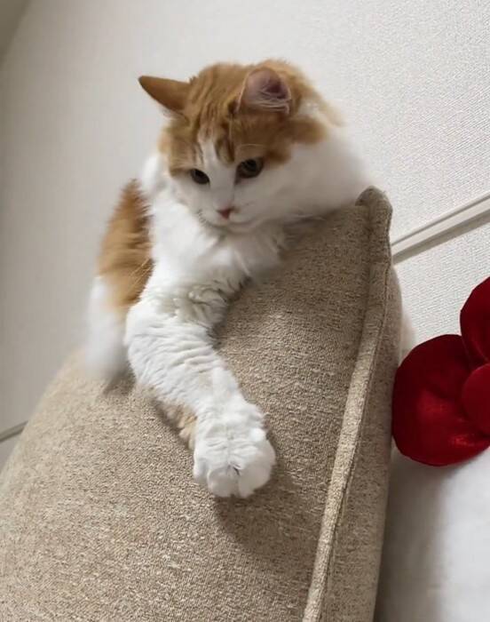 『油断している猫』にちょっかいをかけてみた結果…想像以上に『IQの高い反撃』を受ける様子が64万再生「チラ見が可愛すぎた」「天才」