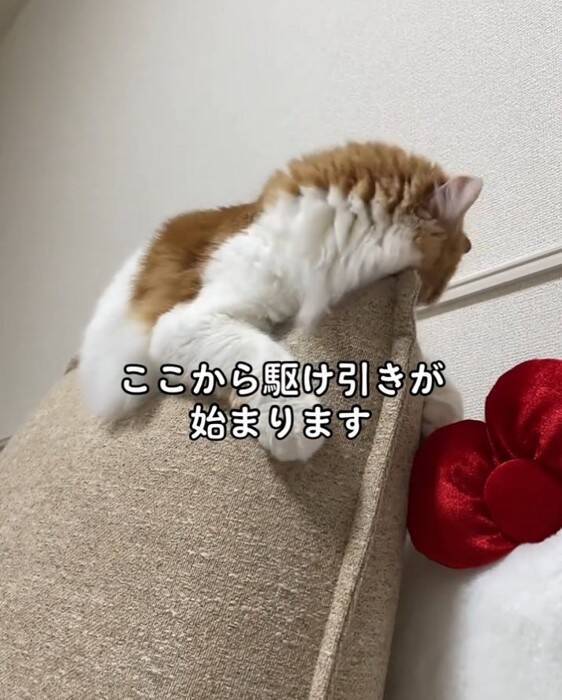 『油断している猫』にちょっかいをかけてみた結果…想像以上に『IQの高い反撃』を受ける様子が64万再生「チラ見が可愛すぎた」「天才」