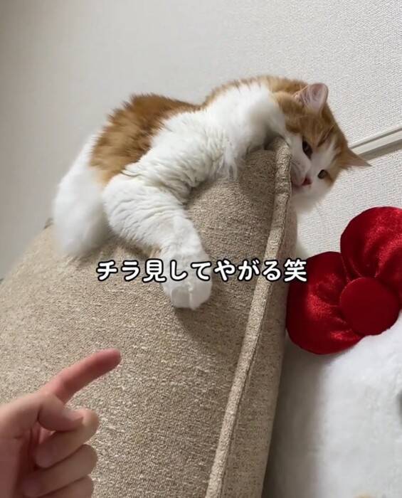 『油断している猫』にちょっかいをかけてみた結果…想像以上に『IQの高い反撃』を受ける様子が64万再生「チラ見が可愛すぎた」「天才」