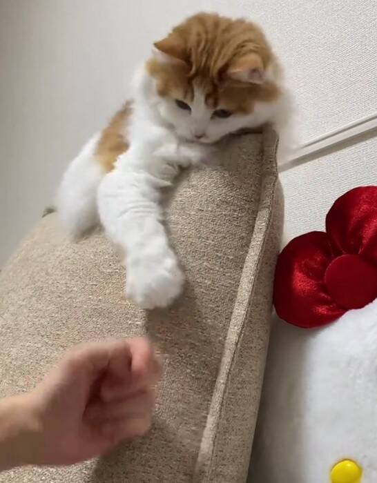 『油断している猫』にちょっかいをかけてみた結果…想像以上に『IQの高い反撃』を受ける様子が64万再生「チラ見が可愛すぎた」「天才」