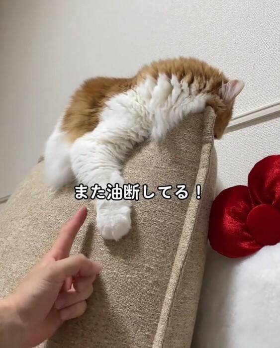 『油断している猫』にちょっかいをかけてみた結果…想像以上に『IQの高い反撃』を受ける様子が64万再生「チラ見が可愛すぎた」「天才」