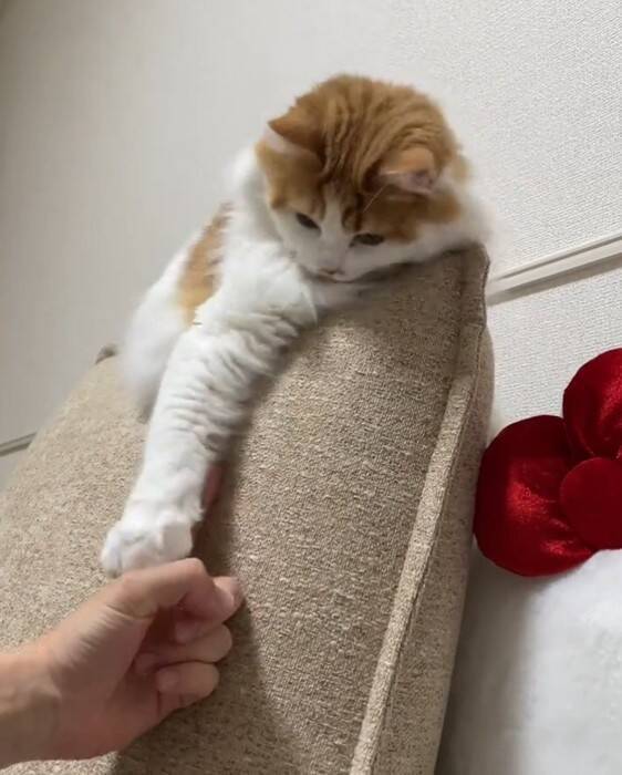 『油断している猫』にちょっかいをかけてみた結果…想像以上に『IQの高い反撃』を受ける様子が64万再生「チラ見が可愛すぎた」「天才」