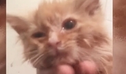 数日で力尽きると思われた子猫が驚きの回復！小さな体で必死に戦う姿に感涙
