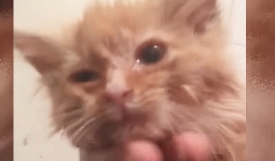 数日で力尽きると思われた子猫が驚きの回復！小さな体で必死に戦う姿に感涙