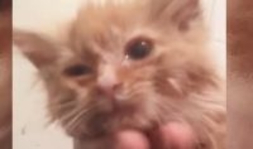 数日で力尽きると思われた子猫が驚きの回復！小さな体で必死に戦う姿に感涙